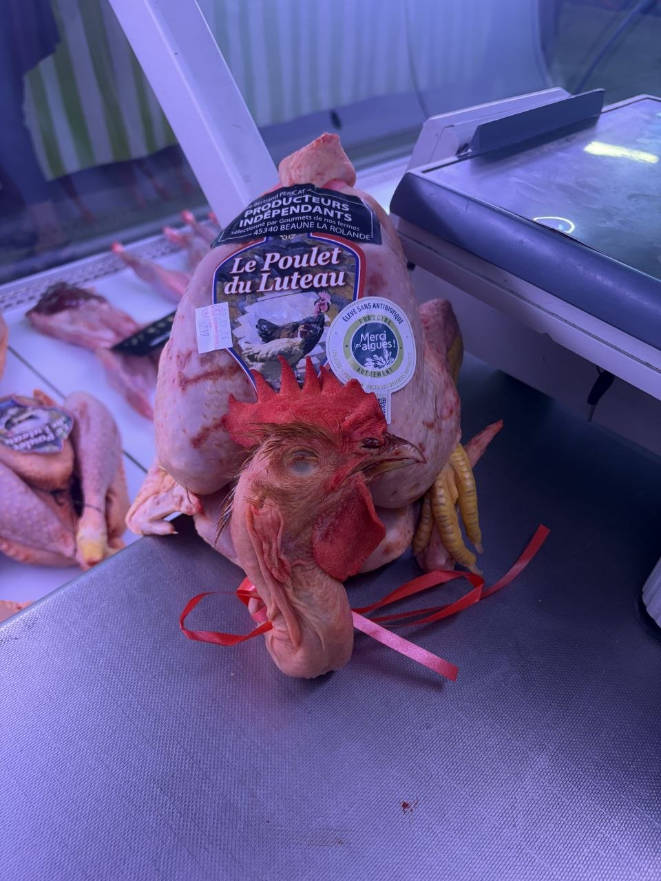 Un poulet fermier du Luteau, crête et pattes apparentes, ficelé de rouge.